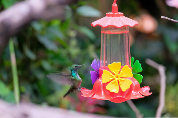 Kolibry podlewające - Zdjęcie, obraz