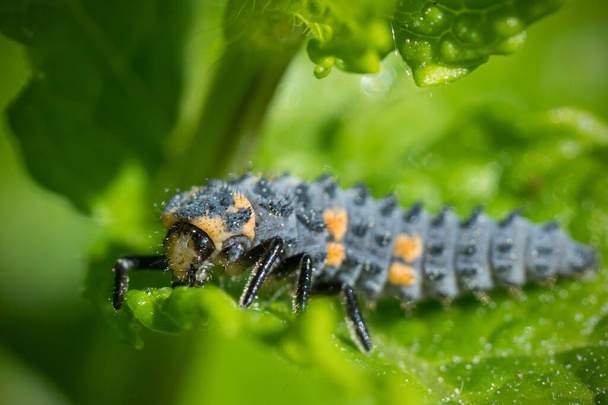 The larva of seven spotted ladybird sitting on mint leaves - Photo, Image