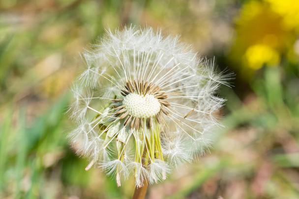 Close up of dandelion with white fluff seeds - Photo, Image