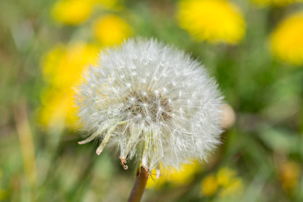 Close up view of dandelion blowball flower. Green and yellow background - Photo, Image