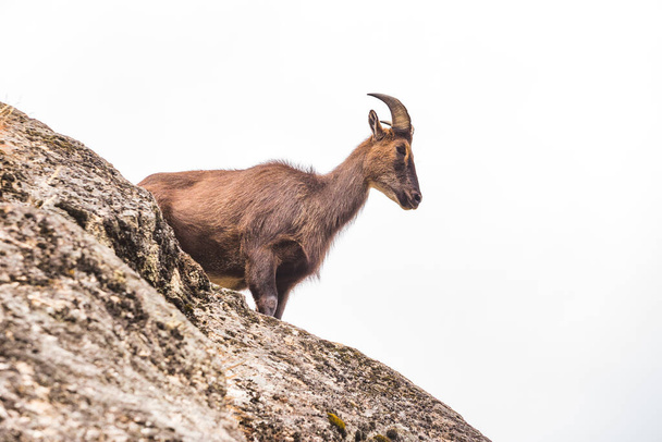 Mountain goat on the rocks. Nature of Nepal - Zdjęcie, obraz