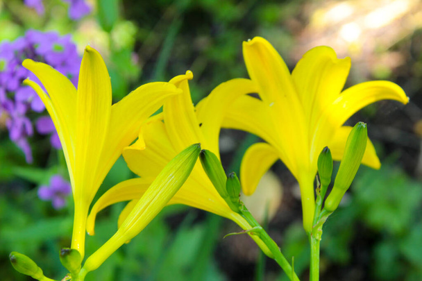 Gelbe Glockenblumen blühen im Garten in der Ukraine - Foto, Bild