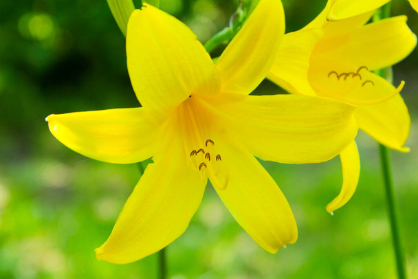 Flores de sino amarelo florescem no jardim na Ucrânia
 - Foto, Imagem