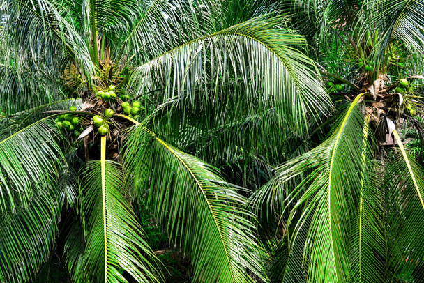 Closeup of green palm tree leaves and coconut tropic background. Summer exotic texture pattern wallpaper - Foto, immagini