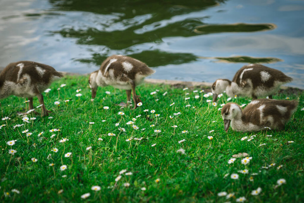 Testvérek - Egyiptomi goslings, táplálkozás egy park Brüsszelben - Fotó, kép