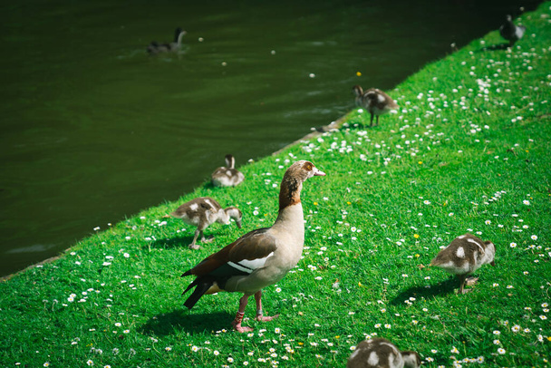 Anya Egyiptomi Goose a goslings egy parkban Brüsszelben Belgium - Fotó, kép