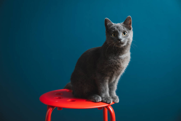 Šestiměsíční Chartreux Grey Kitten Pet Cat stojící na červené kulaté stoličce s modrou pozadí zdi - Fotografie, Obrázek