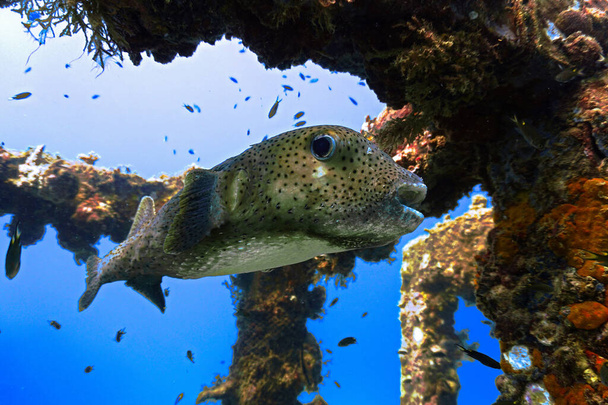 Víz alatti fotó egy vicces és aranyos Pufferfish-ről. Egy búvárkodásból a Phi Phi-szigetek mesterséges zátonyán Thaiföldön.. - Fotó, kép