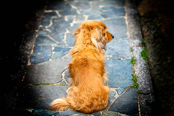犬は座って主人を待っている。でも彼は目を離して。彼は何かに気を取られた後ろの図の犬。石畳の道を進むと. - 写真・画像