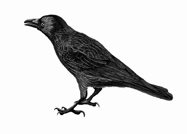 Illustration of black raven on white background .  - Фото, изображение