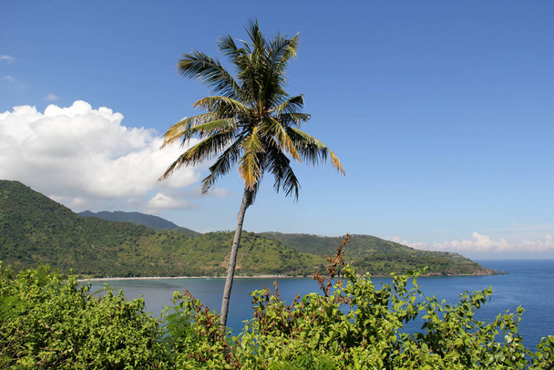 An isolated coconut tree along the Lombok Strait in Indonesia - Photo, Image
