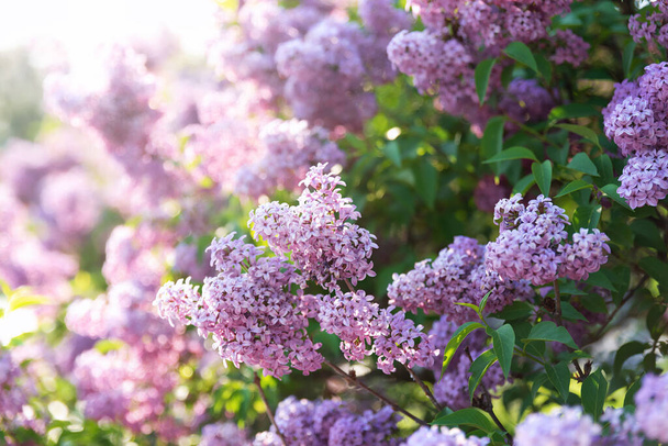 Voorjaar tak van bloeiende lila - Foto, afbeelding