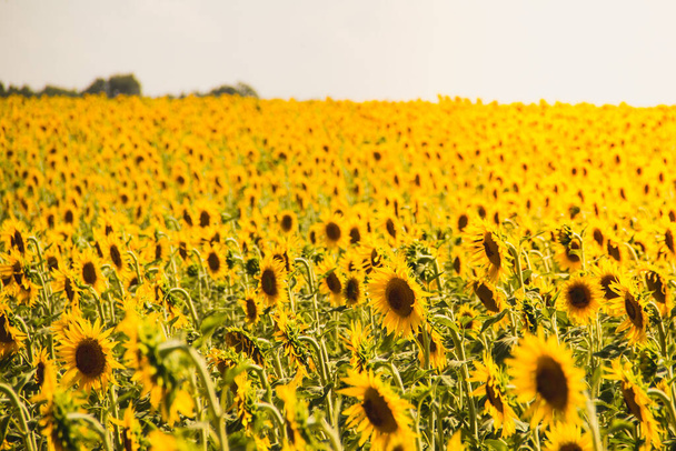 Slunečnicové pole v Aix en Provence, Francie - Fotografie, Obrázek