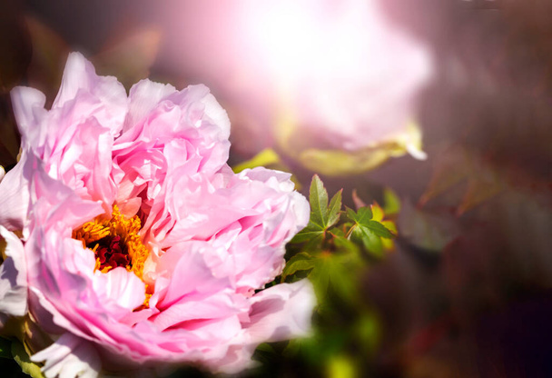 Two light pink peonies isolated on black background.close up and copy space. - Photo, image