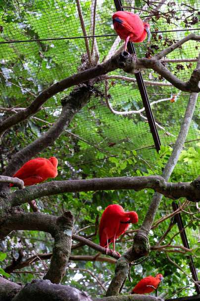 Cztery czerwone ptaki ibis - Zdjęcie, obraz