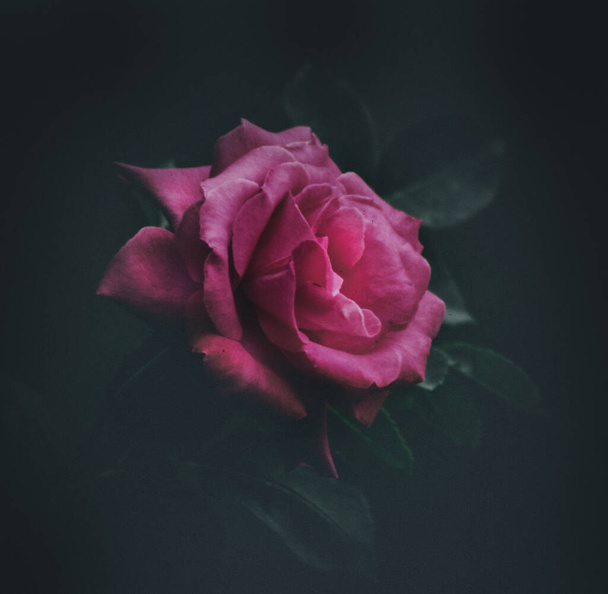 The rose is a beautiful flower. It expresses love, femininity and elegance. - Fotó, kép