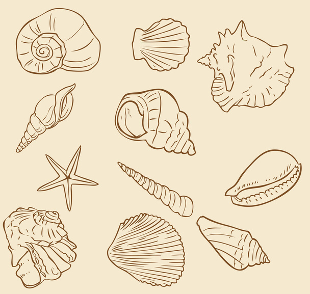 A diverse collection of shells - Foto, Imagem