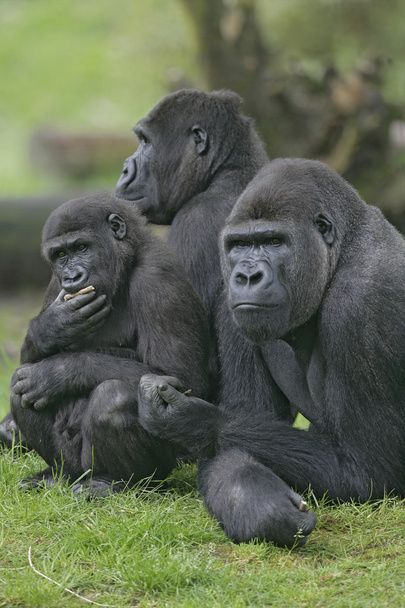 nyugati síkvidéki gorilla, gorilla gorilla - Fotó, kép