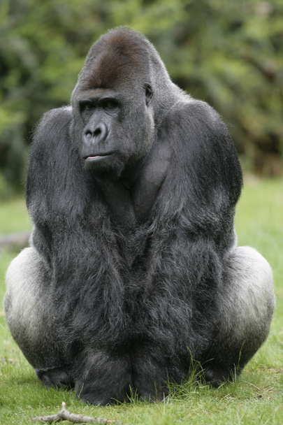 Gorila das planícies ocidentais, Gorila gorila
 - Foto, Imagem