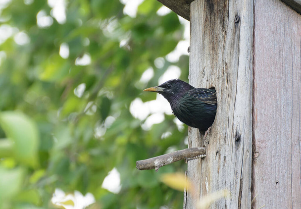 A starling peeps out of a hole in a birdhouse against a background of green birch leaves. Sunny day. The concept is the protection of the world. - Photo, Image