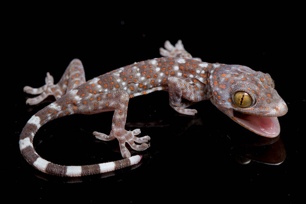 tokay gecko (Gekko gecko) изолирован на чёрном фоне
. - Фото, изображение