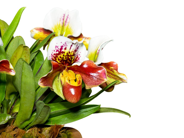 Orquídea de la zapatilla (Paphiopedilum) Flores exóticas aisladas en whit
 - Foto, imagen