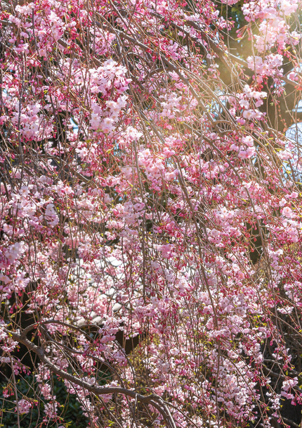 Όλο το φόντο μιας ροζ κερασιάς που κλαίει στο ναό Tennoji της περιοχής Yanaka στο Τόκιο. - Φωτογραφία, εικόνα