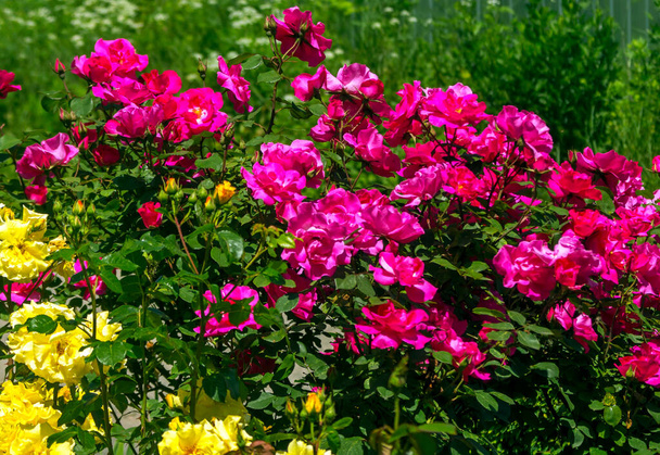 Piękne różowe róże kwiat w ogrodzie letnim. - Zdjęcie, obraz