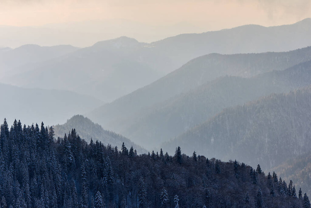 Snowy winter landscape of mountains. Coniferous forest in the hoarfrost. View of layers of mountain and haze in the hills at distance. Season of the winter. - Фото, зображення
