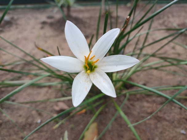 Biały Deszcz Lily lub Zephyranthes kwiat candida na zielonym tle. - Zdjęcie, obraz