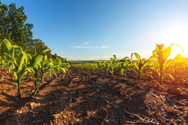 зеленые ряды проросшей кукурузы на частном сельскохозяйственном поле с деревьями на горизонте
 - Фото, изображение