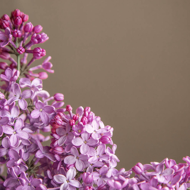 Lilac branch flower flat lay close up on beige pastel background, copy space, place for text. - Photo, Image