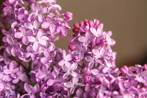 Lilac branch flower flat lay close up on beige pastel background, copy space, place for text. - Fotó, kép
