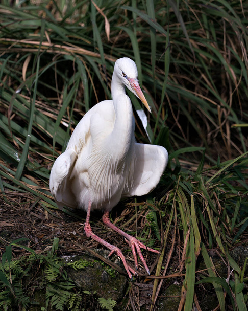 Vue de profil rapprochée de l'oiseau Héron blanc reposant sur un fond de feuillage dans son environnement et ses environs
. - Photo, image