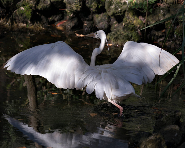 Pájaro Garza Blanca vista de primer plano del perfil en el agua con sus alas desplegadas mostrando su plumaje blanco, cuerpo, cabeza, ojo, pico, cuello largo, con fondo de follaje en su entorno y alrededores
 - Foto, imagen