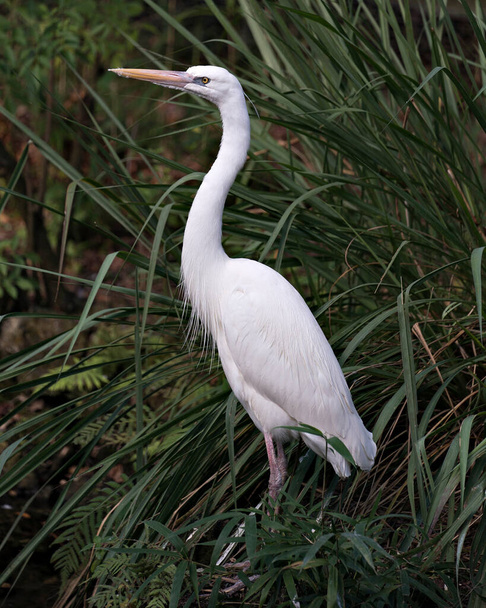 White Heron bird close-up profile view displaying its white feathers plumage, body, head, eye, beak, long neck, with foliage background in its environment and surrounding. - Photo, image