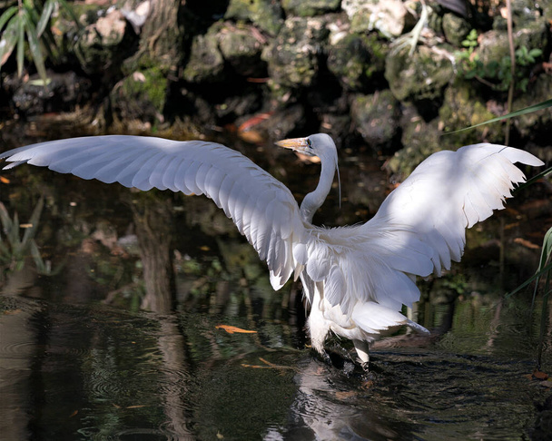 White Heron bird close-up profile view in the water with its spread wings exibindo sua plumagem branca, corpo, cabeça, olho, bico, pescoço longo, com fundo de folhagem em seu ambiente e arredores
 - Foto, Imagem