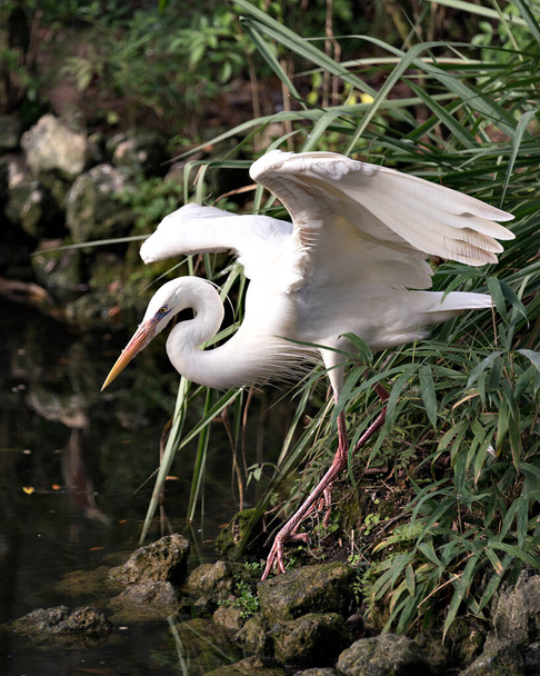 White Heron bird standing on a rock by the water with a foliage background, displaying spread wings, white feathers plumage, head, long neck, beak, long legs in its environment and surrounding. - Foto, Imagem