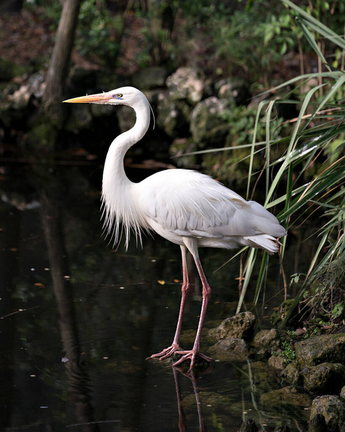 White Heron bird standing on rock with moss by the water with foliage background, exposing white feathers, head, long neck, beak, long legs in its environment and surrounding. - Foto, afbeelding