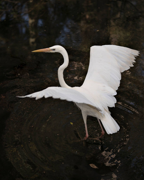 Biała czapla ptak zbliżenie profil widok w wodzie wyświetlające jego białe upierzenie, ciało, głowa, oko, dziób, długa szyja, z czarnym tle w jego otoczeniu i okolicach - Zdjęcie, obraz