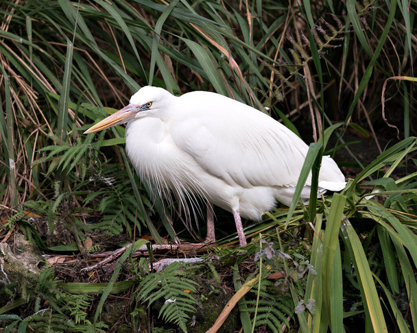 White Heron bird close-up profile view sitting on foliage displaying white plumage, body, head, eye, beak, long neck, with a foliage background in its environment and surrounding - Photo, image