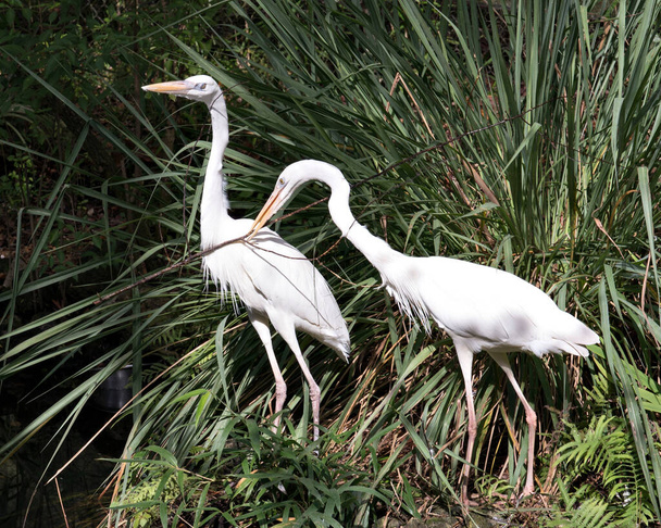 White Heron bird couple interacting with a close-up profile view displaying white plumage, body, head, eye, beak, long neck, with foliage background in their  environment and surrounding. - Foto, Bild