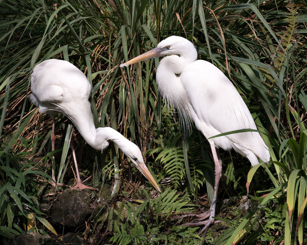 White Heron bird couple interacting with a close-up profile view displaying white plumage, body, head, eye, beak, long neck, with foliage background in their  environment and surrounding. - Foto, Bild