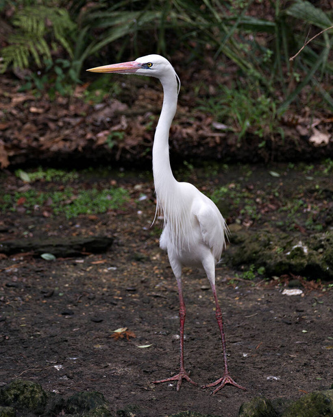 White Heron bird close-up profile view in its environment and surrounding. - 写真・画像