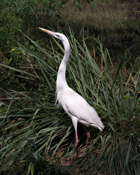 Bianco Heron uccello close-up profilo vista con uno sfondo fogliame nel suo ambiente e dintorni
. - Foto, immagini