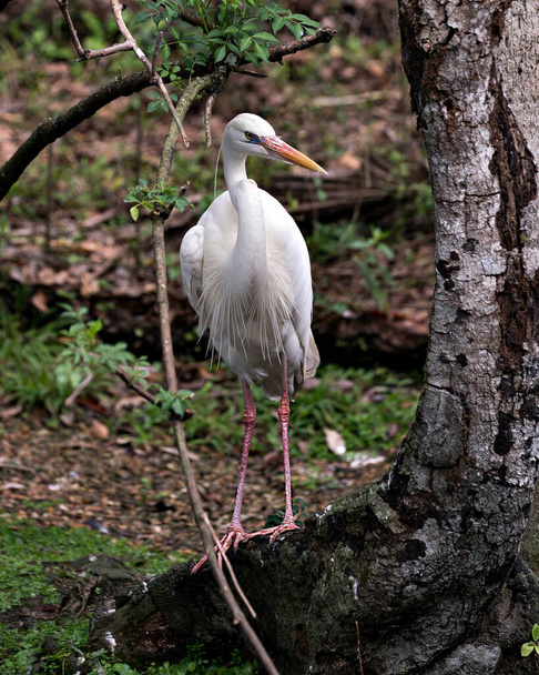 White Heron bird close-up profile view standing by a tree with foliage background in its environment and surrounding. - Photo, Image