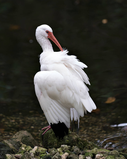 Белая птица Ибис с распростертыми крыльями, стоящая на скале у воды, с длинным клювом, оперением белых перьев, красными ногами в окружении и вокруг
. - Фото, изображение