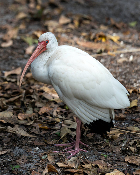 White Ibis bird standing on ground displaying its long beak, white plumage, white body, red legs in its environment and surrounding with a bokeh background. - Fotó, kép