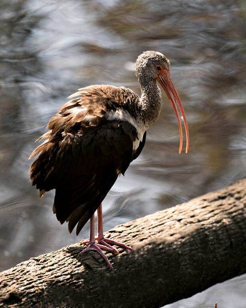 White Ibis juvenile bird close-up profile view perched on a log by the water with a water background, displaying brown feathers, head, eye, long beak, neck,  in its environment and surrounding. - Fotografie, Obrázek