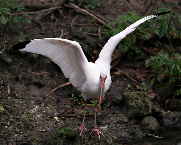 Vista de perfil de close-up de pássaro Ibis branco com asas abertas com rochas e fundo de borrão de musgo, exibindo plumagem de penas brancas, corpo, cabeça, olho, bico, pescoço longo, em seu ambiente e arredores. Asas abertas
.  - Foto, Imagem